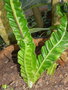 vignette Asplenium nidus var. plicatum