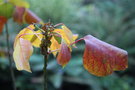 vignette Sapium sebiferum en automne