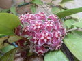 vignette Hoya pubicalyx 'Silver Pink'