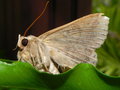 vignette Papillon (Ericeia inangulata levuensis)