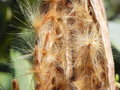 vignette Nerium oleander