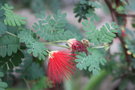 vignette Calliandra californica