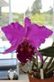 vignette Cattleya hybride