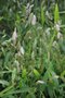vignette Chasmanthium latifolium
