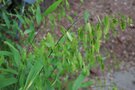 vignette Chasmanthium latifolium