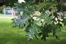 vignette Quercus velutina