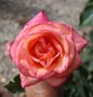 vignette Rosa 'World Rose'