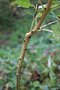 vignette Fraxinus excelsior 'Concavifolia Variegata'