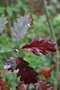 vignette Quercus petraea 'Purpurea' en automne