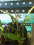 vignette bulbophilum loxyfolium