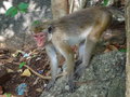 vignette Macaca sinica - Macaque couronn, Macaque  toque du rocher du lion  Sigiriya