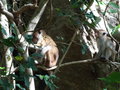 vignette Macaca sinica - Macaque couronn, Macaque  toque du rocher du lion  Sigiriya