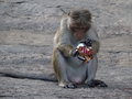 vignette Macaca sinica - Macaque couronn, Macaque  toque  Dambulla