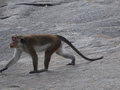 vignette Macaca sinica - Macaque couronn, Macaque  toque  Dambulla