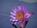vignette Nymphaea caerulea - Lotus bleu