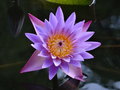 vignette Nymphaea caerulea - Lotus bleu