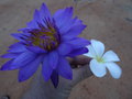 vignette Nymphaea caerulea - Lotus bleu et Plumeria -Frangipanier