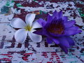vignette Nymphaea caerulea - Lotus bleu et Plumeria -Frangipanier