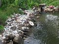 vignette Pollution aux plastiques Lagon de Negombo au Sri Lanka