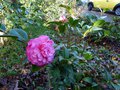 vignette Camellia williamsii Debbie au 19 111 4
