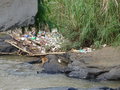 vignette Pollution aux plastiques au Sri Lanka