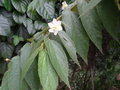vignette Muntingia calabura - Bois de soie, Bois ramier, Cerisier de Panama