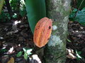 vignette Theobroma cacao - Cacaoyer