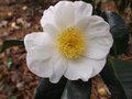 vignette Camellia 'Narcissiflora'
