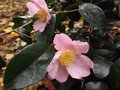 vignette Camellia 'Plantation pink'