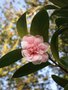 vignette Camellia japonica 'Duchesse decazes'