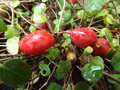 vignette Fuchsia procumbens (fruits)