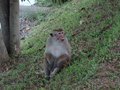 vignette Macaca sinica - Macaque couronn, Macaque  toque