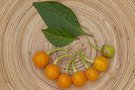 vignette Bode laranja (C. chinense)