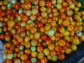 vignette Solanum - Tomate