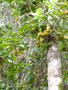 vignette Oxera longifolia