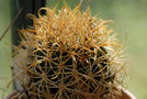 vignette Ferocactus chrysacanthus