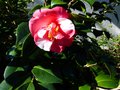 vignette Camellia japonica R.L.Wheeler variegated premières fleurs autre vue au 21 11 14