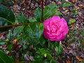 vignette Camellia williamsii Debbie en dbut de floraison au 22 11 14