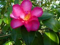 vignette Camellia hiemalis Kanjiro toujours aussi lumineux au 22 11 14