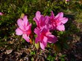 vignette Azalea japonica grande fleur double rose qui refleurit autre vue au 21 11 14