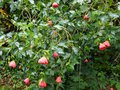 vignette Abutilon ashford red encore très fleuri au 22 11 14