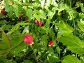vignette Abutilon megapotamicum grandiflorum toujours bien fleuri au 22 11 14