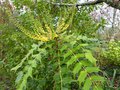 vignette Mahonia lomariifolia au 22 11 14