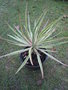 vignette Yucca aloifolia 'variagata'