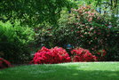vignette Rhododendron cv. & Camellia japonica cv.