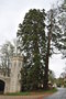 vignette Sequoiadendron giganteum (Veauce, Puy de Dme, Auvergne)