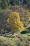 vignette Acer monspessulanum (Chteauneuf les Bains, Puy de Dme, Auvergne)