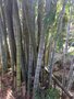 vignette Phyllostachys pubescens = Phyllostachys edulis - Bambou gant
