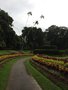vignette Jardin botanique de Peradeniya - Kandy