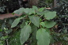 vignette Fuchsia fulgens 'Grandiflora Rubra'